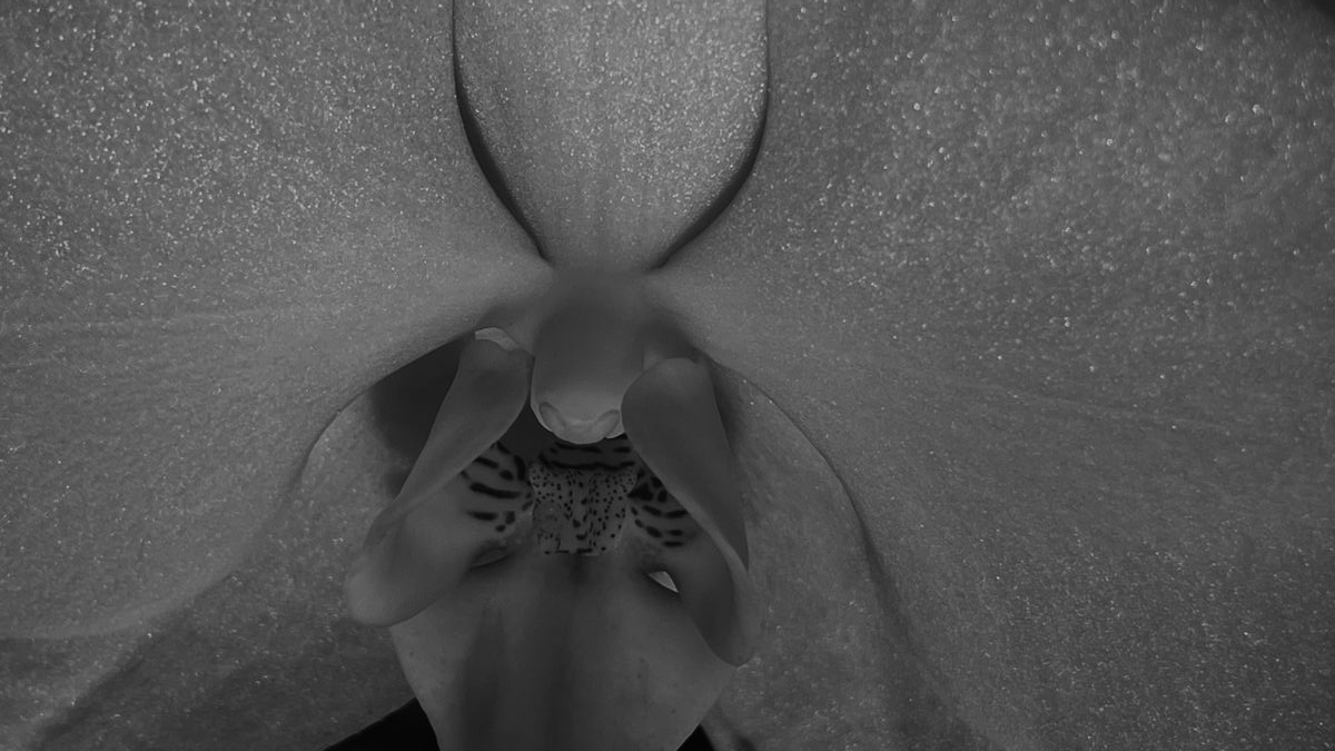 MANTEIGA DE ORQUÍDEA: HIDRATAÇÃO, REPARAÇÃO E BRILHO COM SOFISTICAÇÃO NATURAL